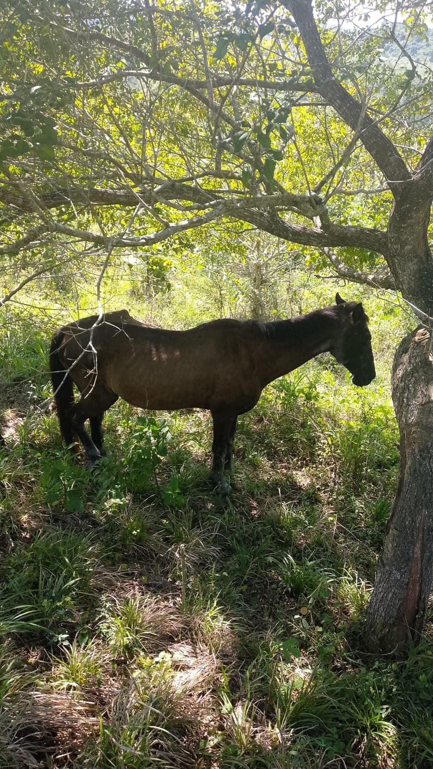 Seventeen Names Running Free Across the Pastures · 5