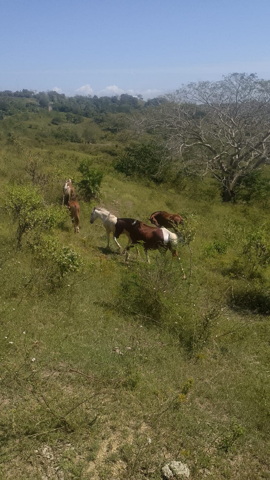 Seventeen Names Running Free Across the Pastures · 6
