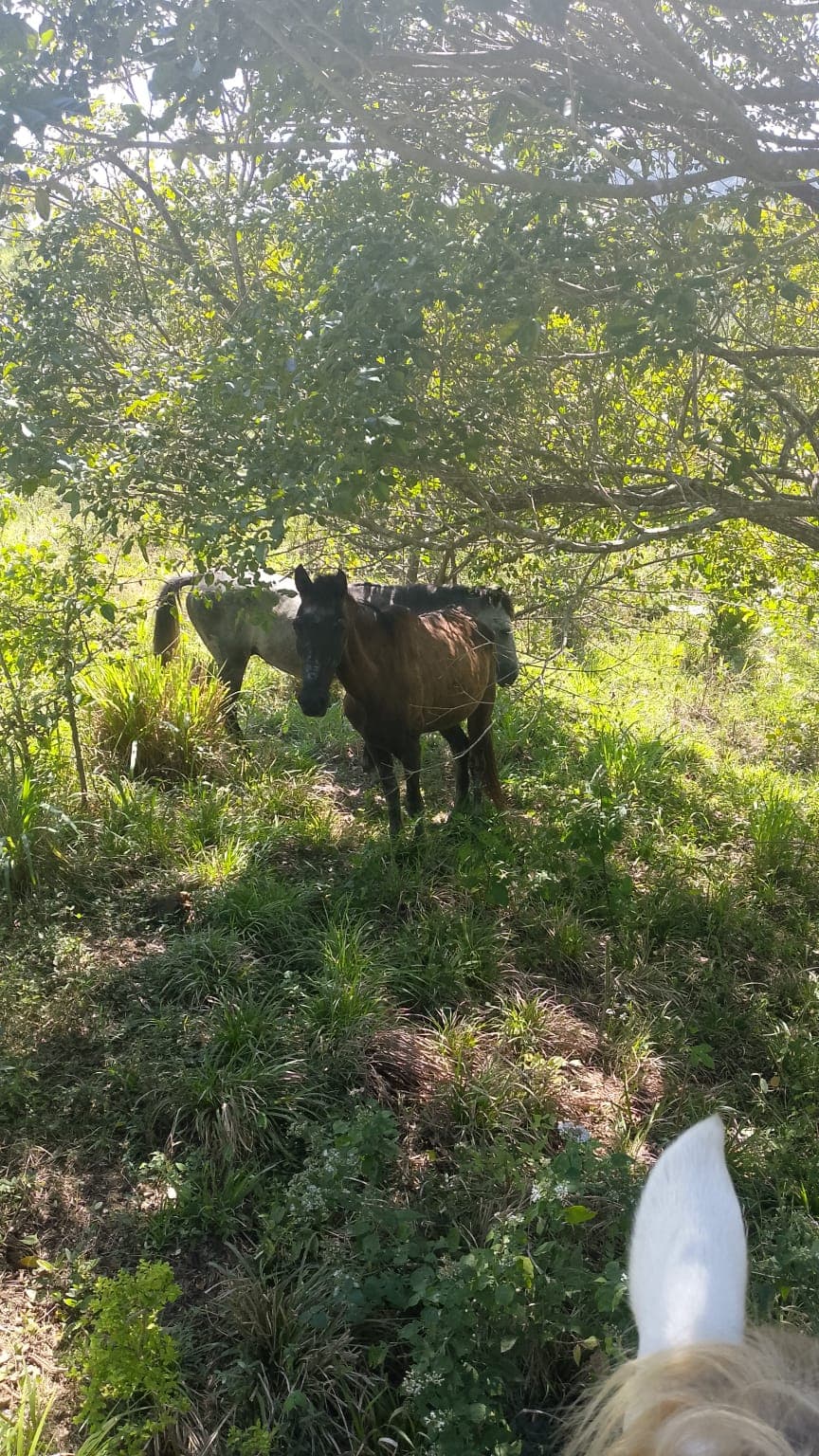 Seventeen Names Running Free Across the Pastures · 7