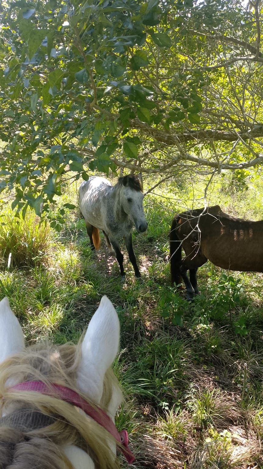 Seventeen Names Running Free Across the Pastures · 8