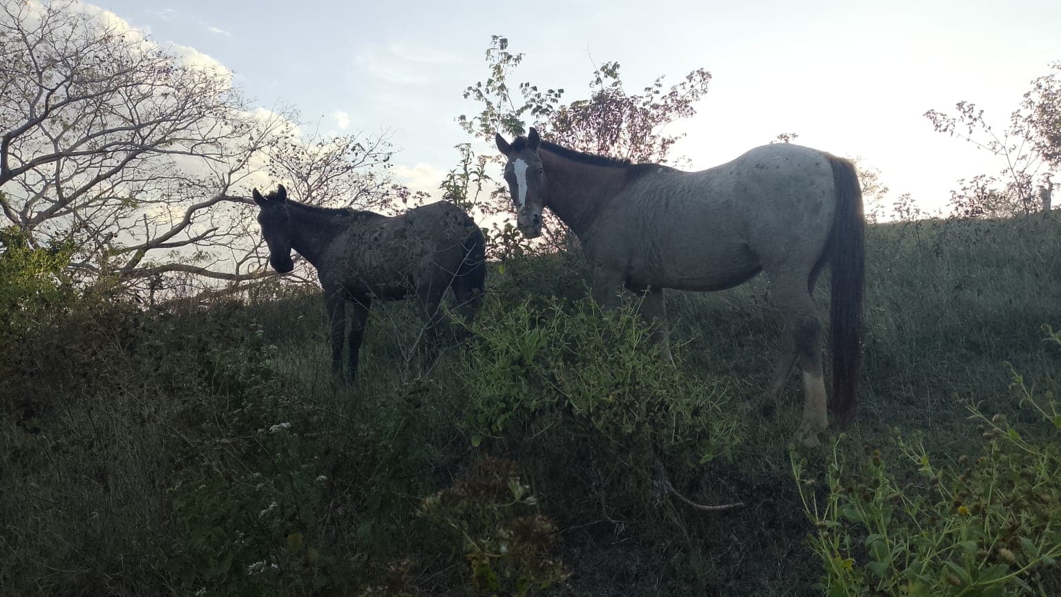 Seventeen Names Running Free Across the Pastures · 9