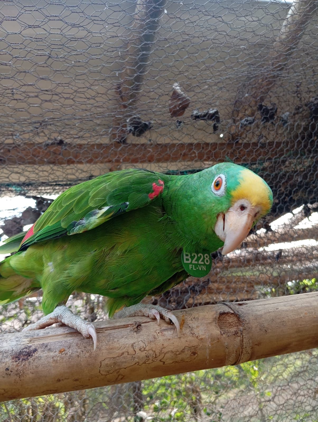 Trois loros reales vers le ciel d'avril · 2