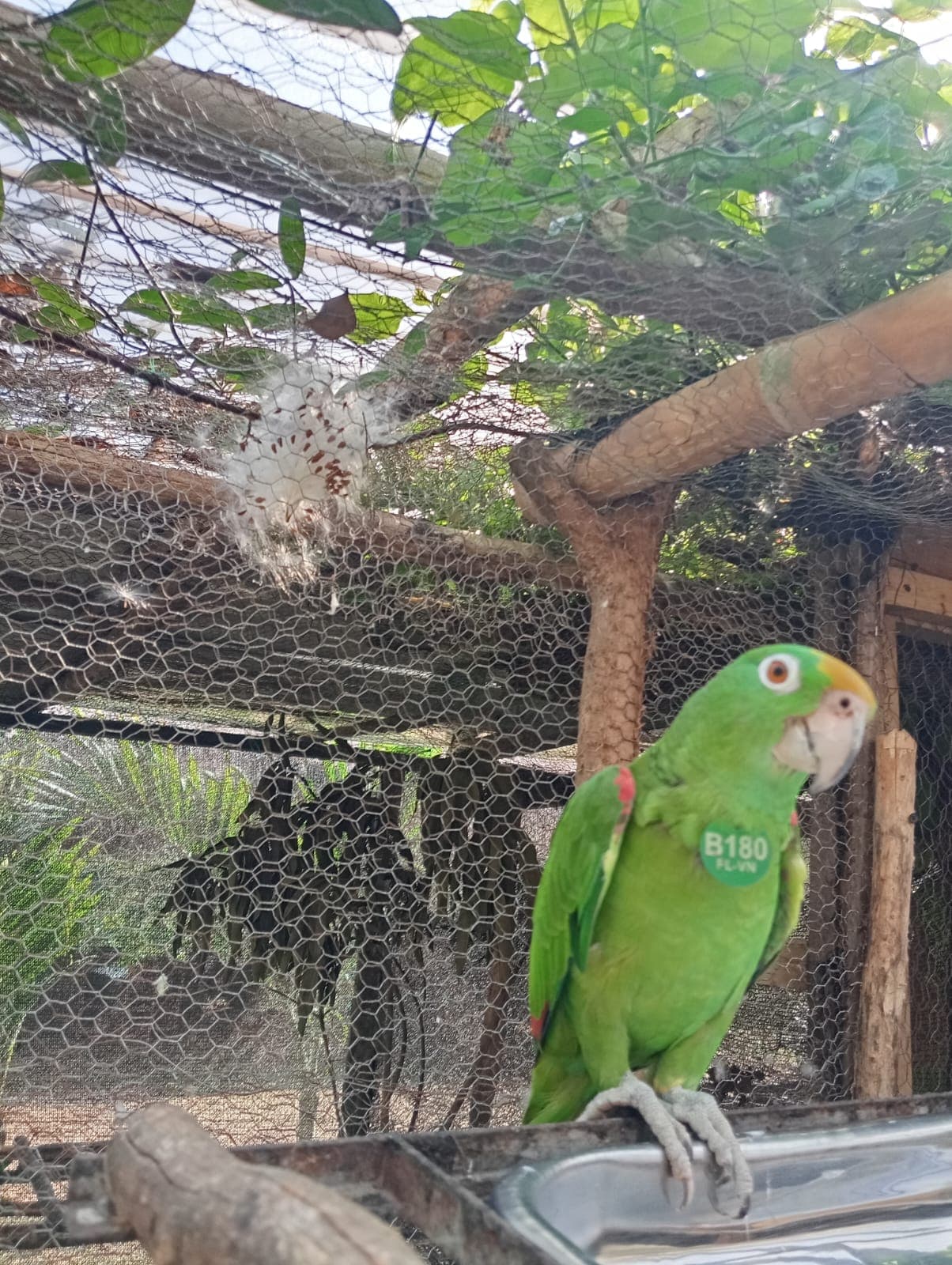 Trois loros reales vers le ciel d'avril · 3
