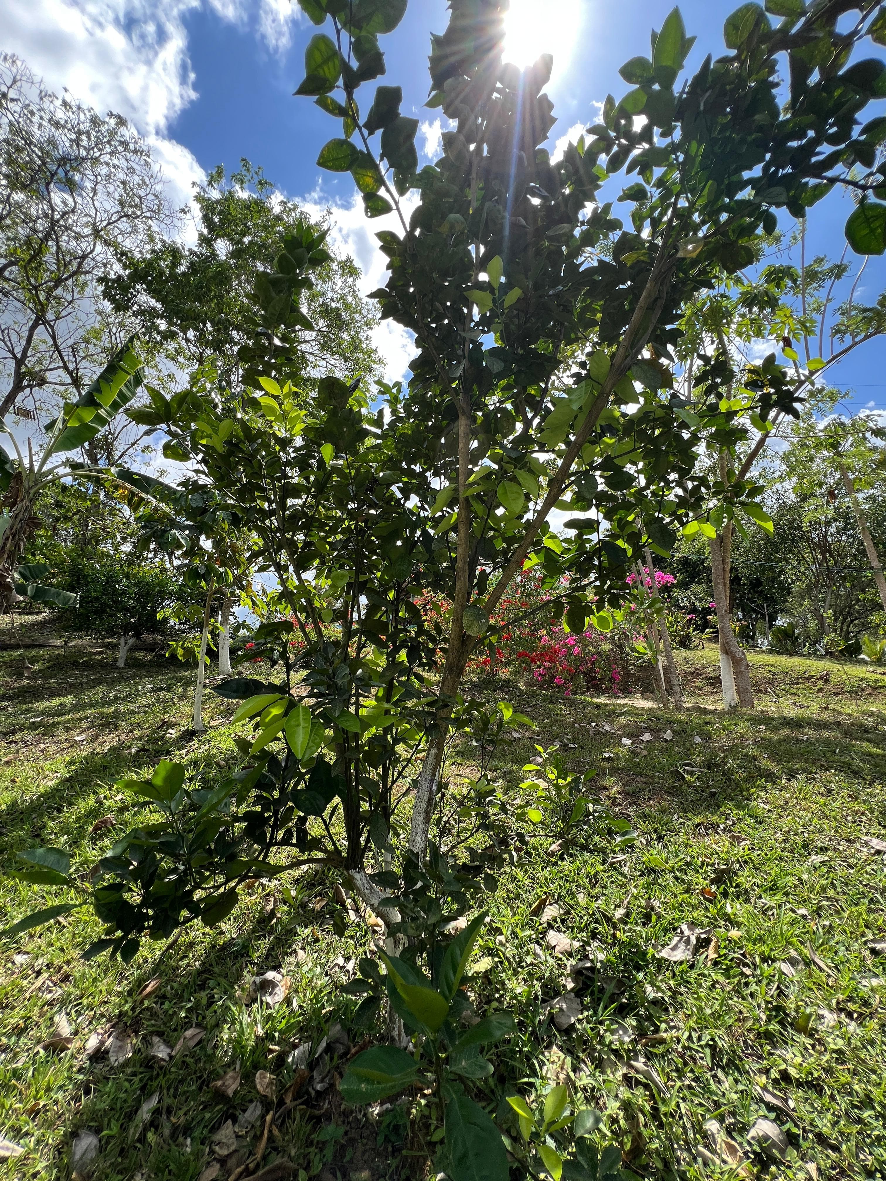 The Lime Tree No One Remembers Planting
