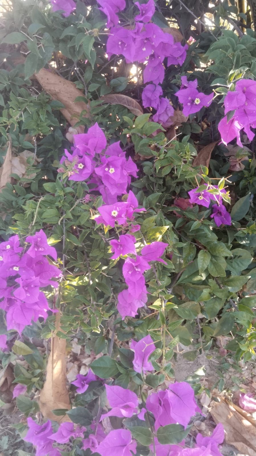 La Casa Plantada Awakens in March