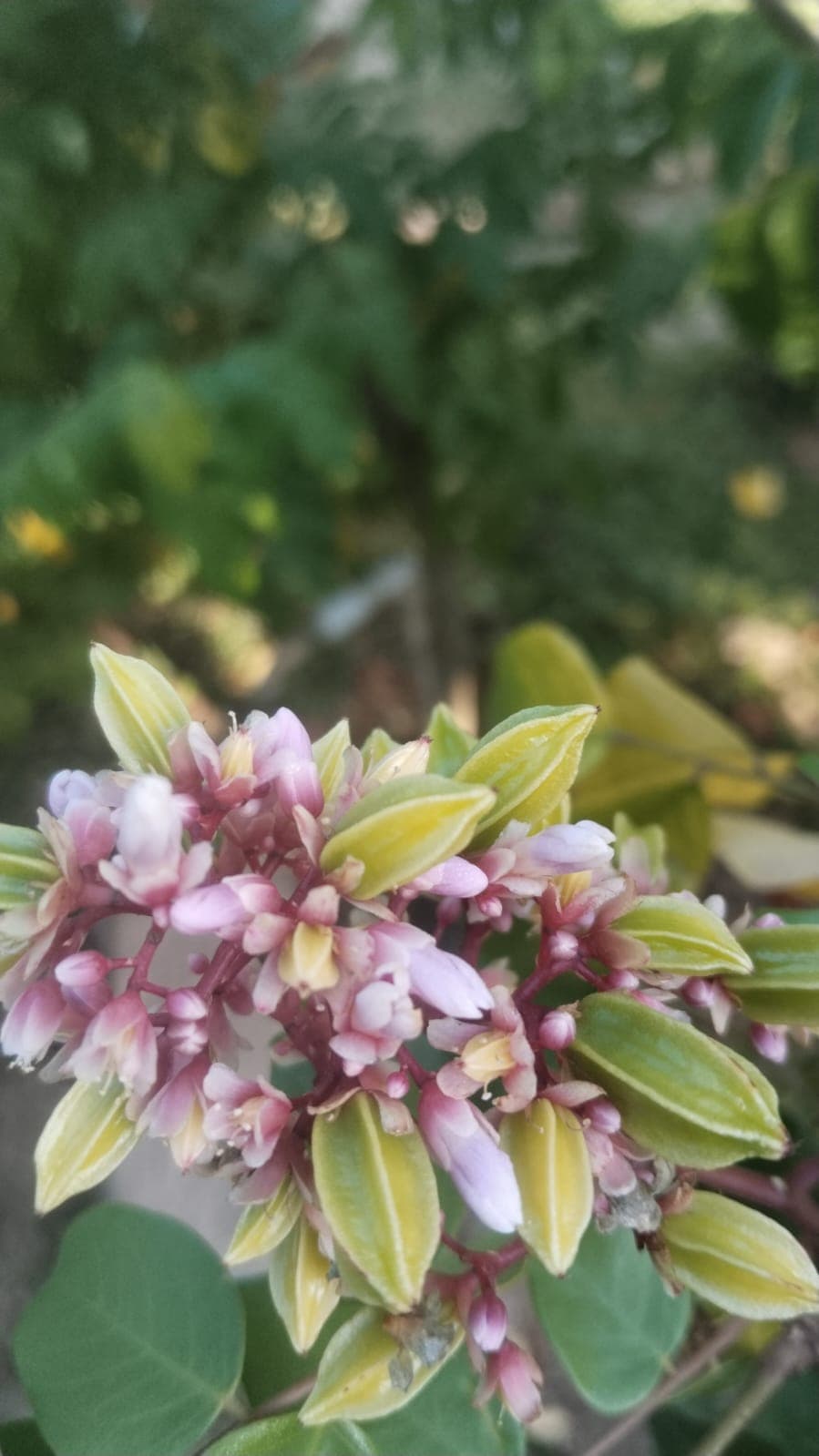 La Casa Plantada Awakens in March · 13
