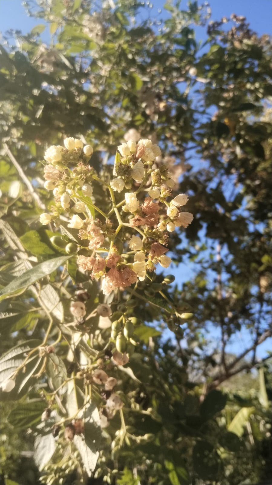 La Casa Plantada Awakens in March · 4