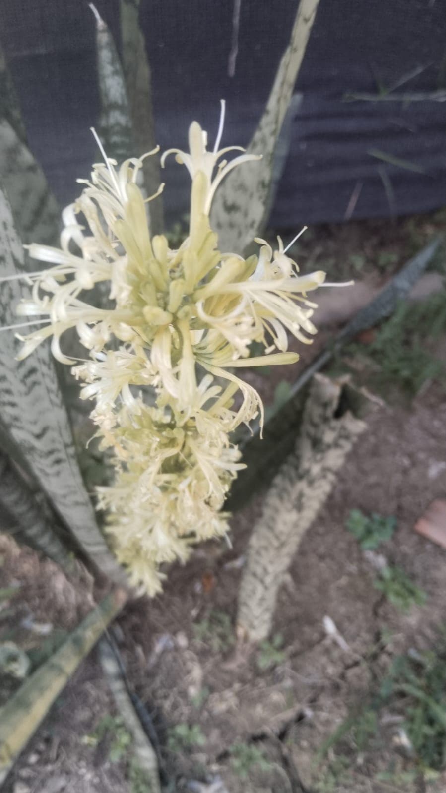 La Casa Plantada Awakens in March · 7
