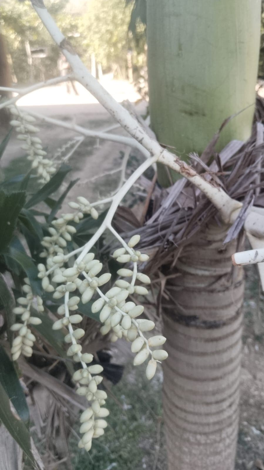La Casa Plantada Awakens in March · 8