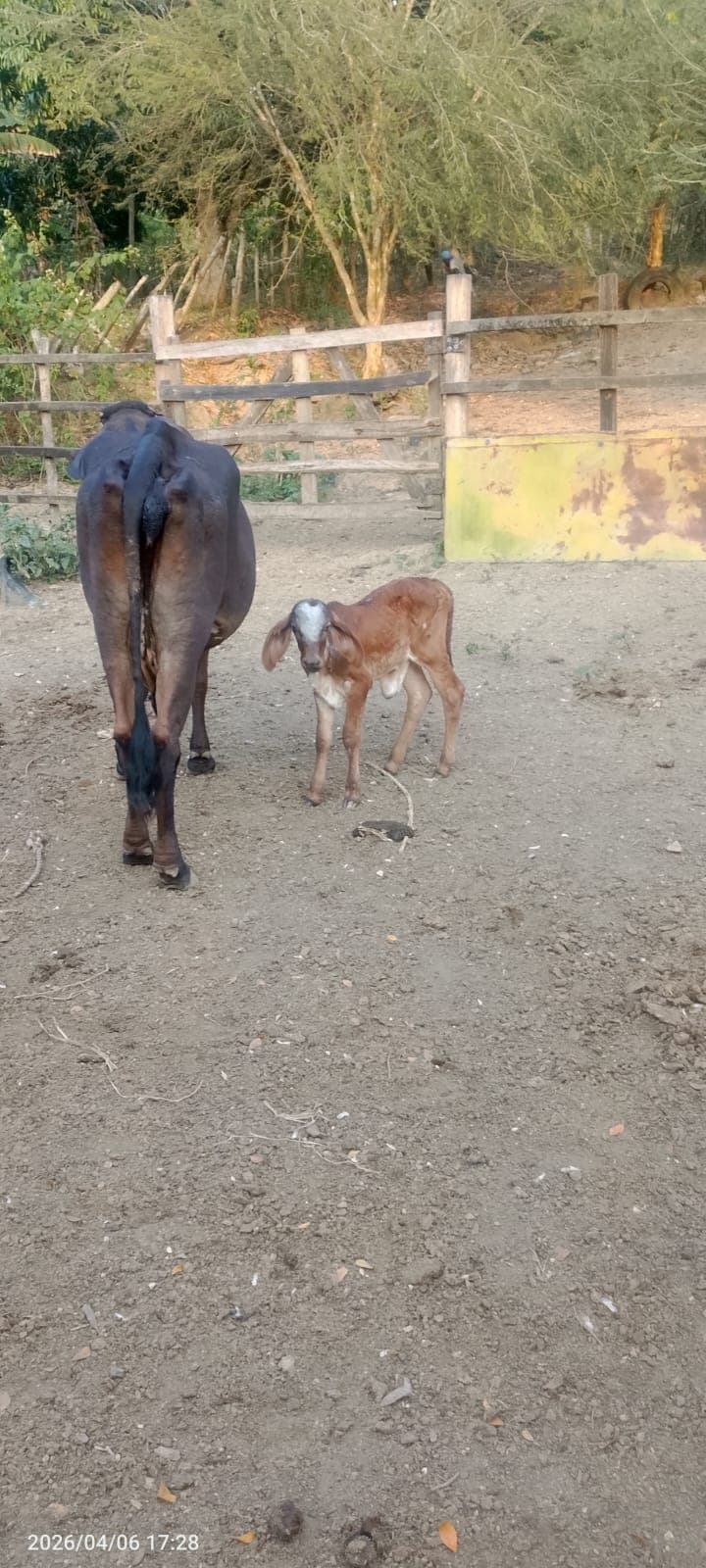 Premier jour d'un veau à Vista Hermosa