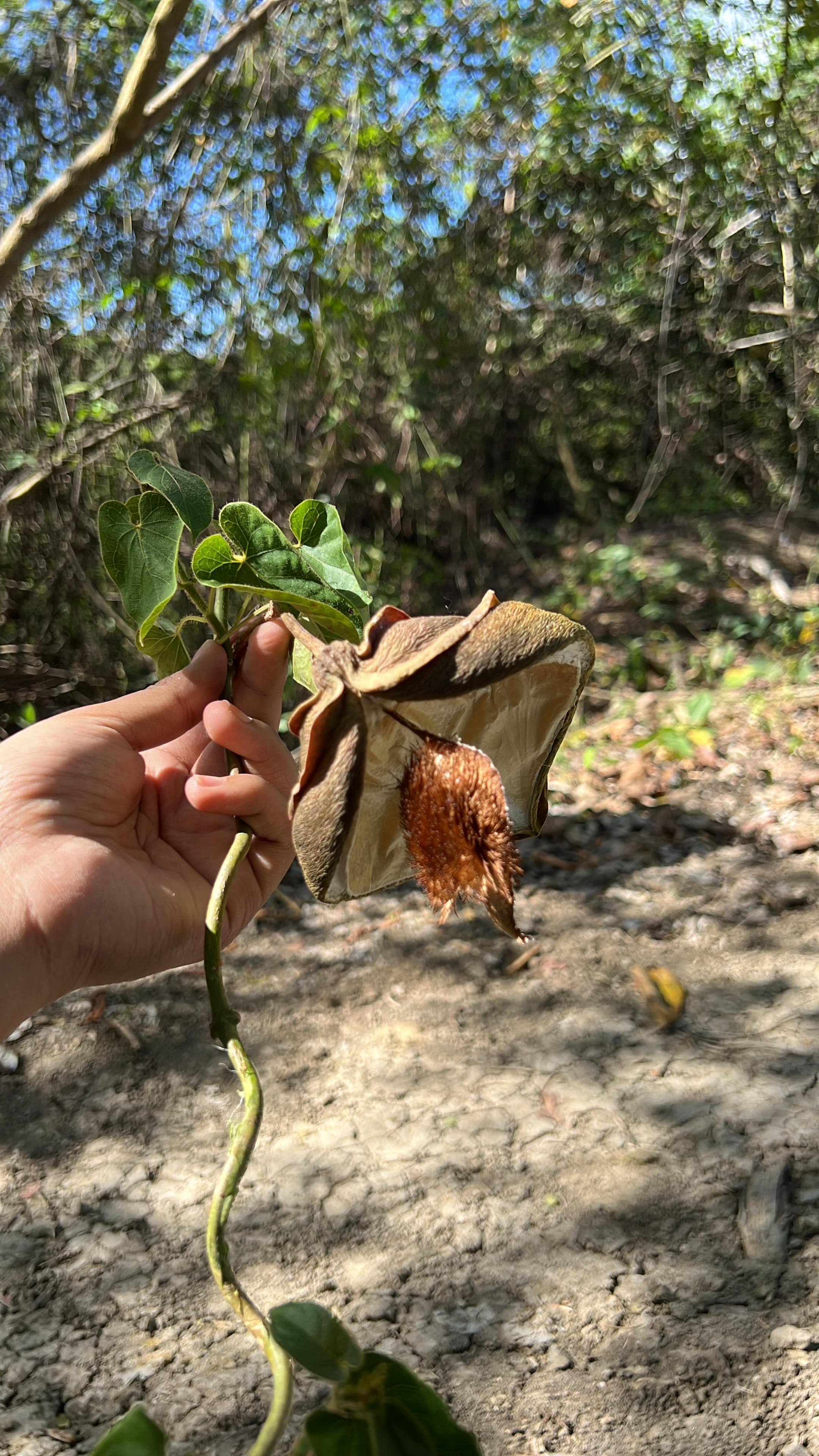 La liane qui saigne du lait dans la forêt sèche