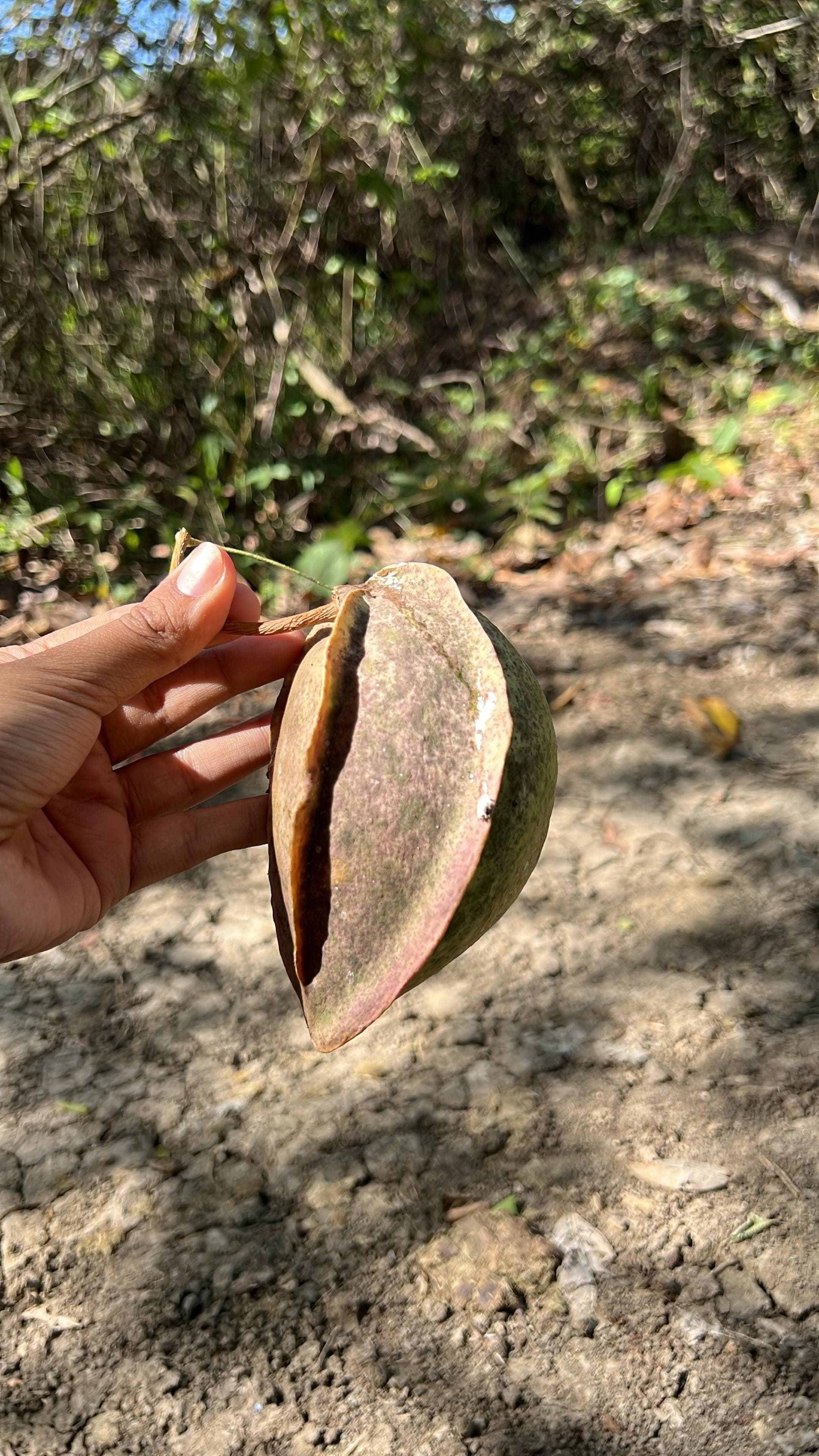 La liane qui saigne du lait dans la forêt sèche · 2