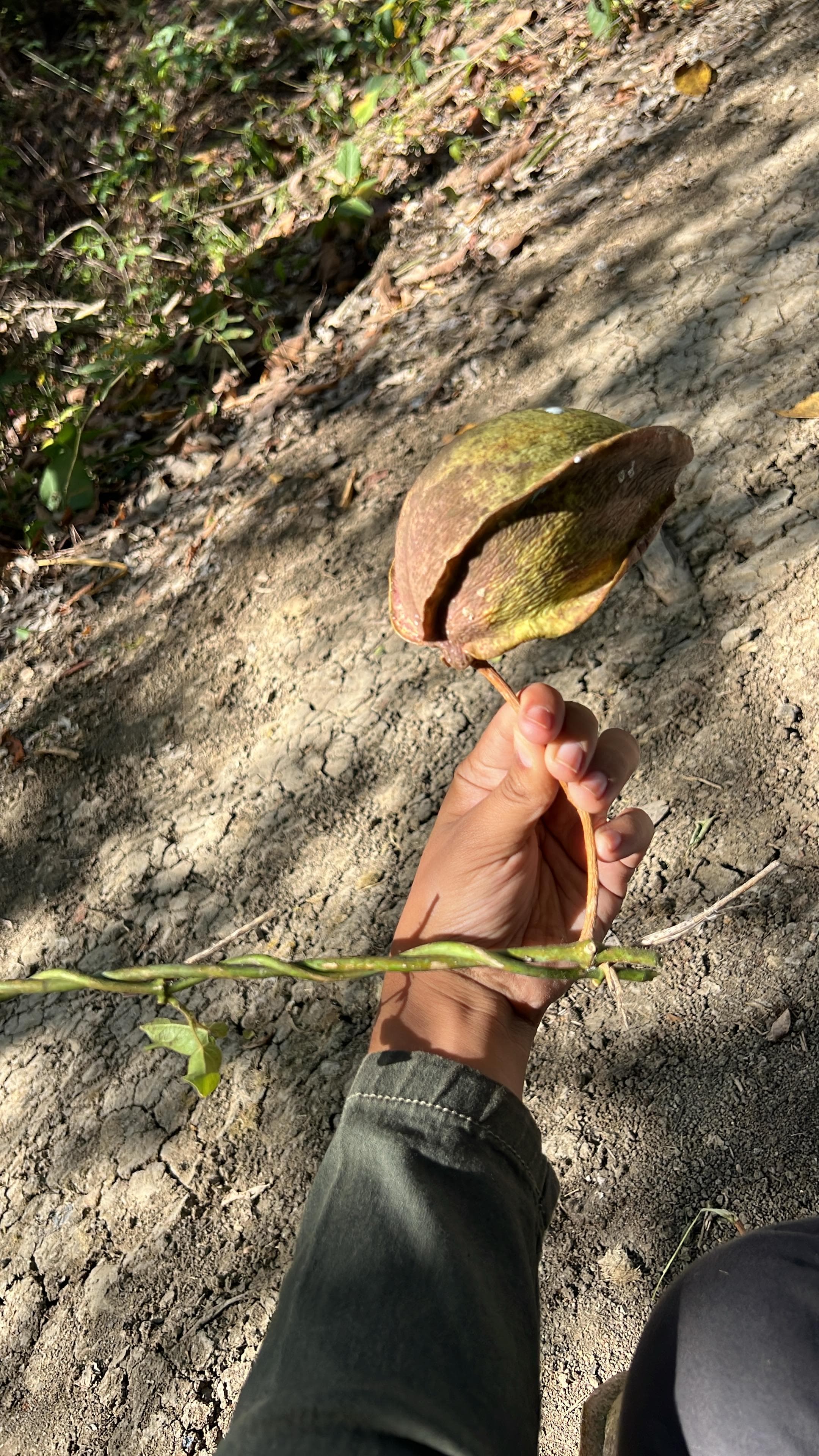La liane qui saigne du lait dans la forêt sèche · 3