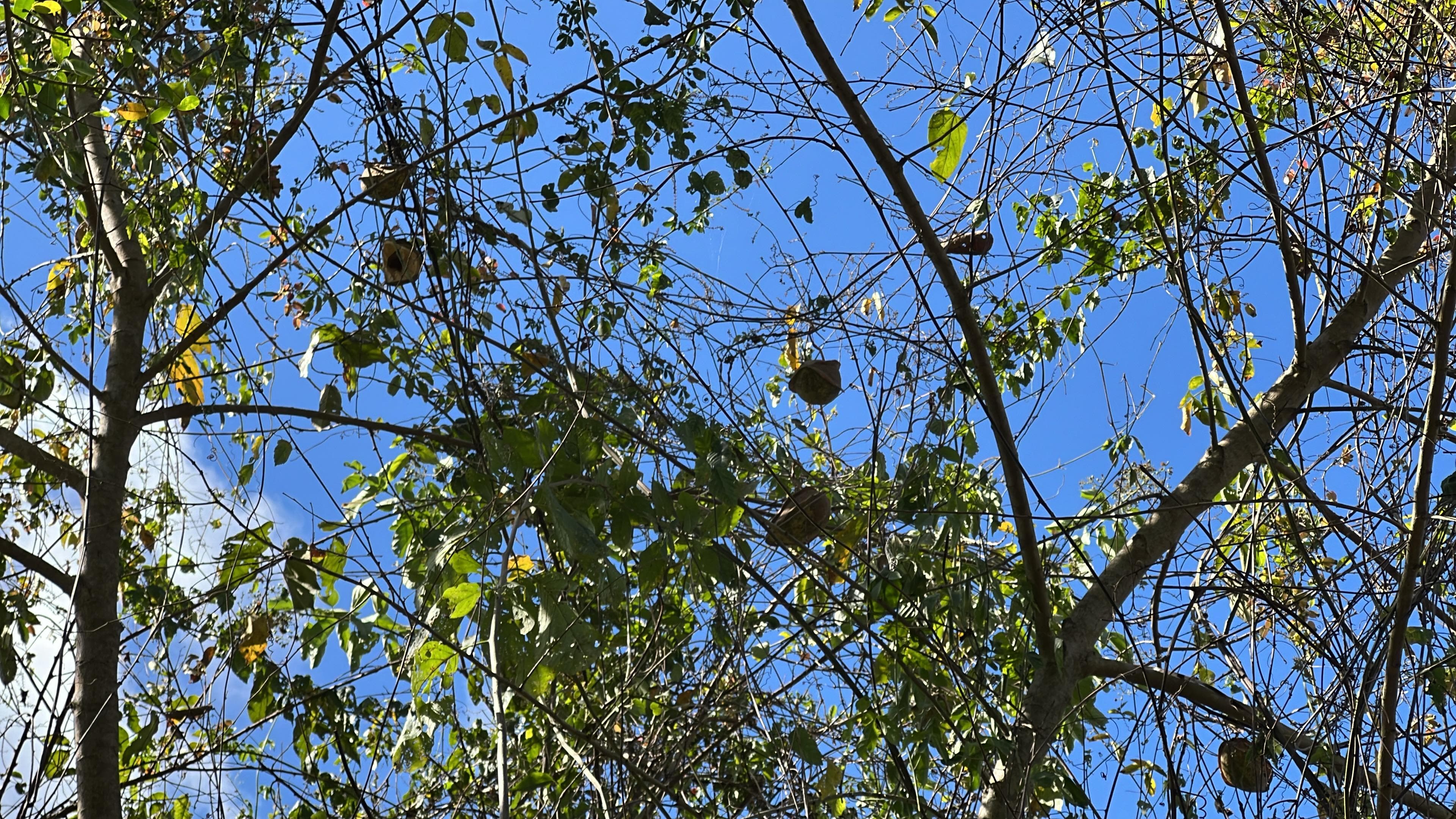 La liane qui saigne du lait dans la forêt sèche · 4