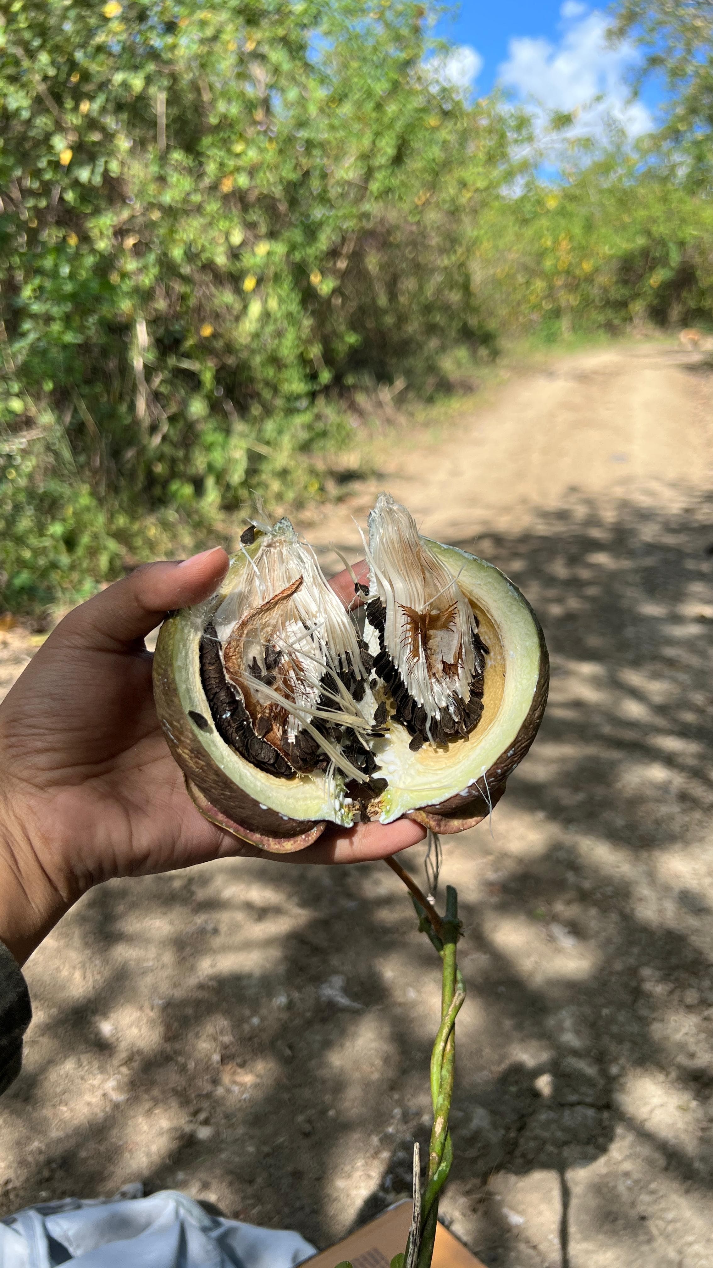 La liane qui saigne du lait dans la forêt sèche · 5