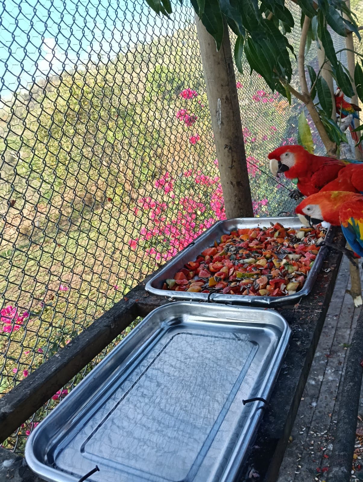 Diciassette guacamaye e una cheja nei dintorni