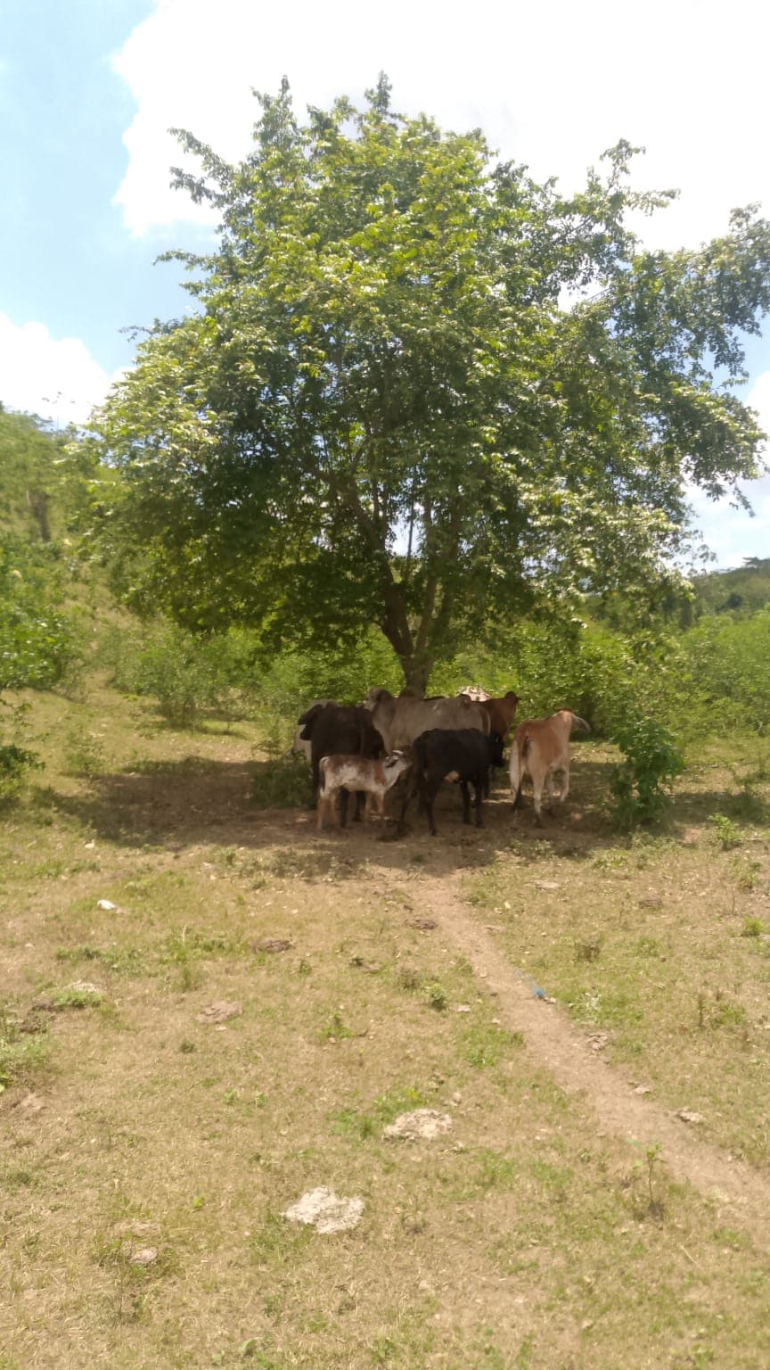 Ombra e silenzio sotto il guásimo