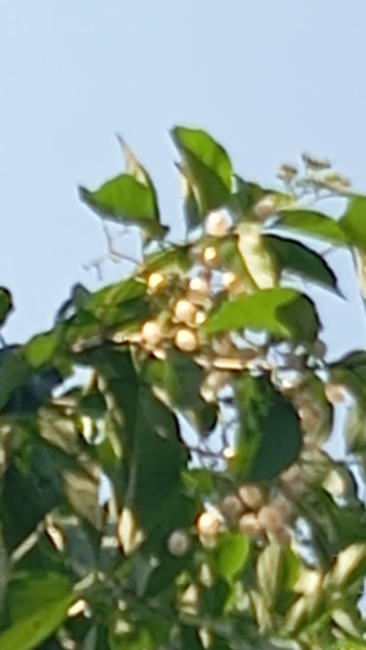Dos loros reales y un árbol de uvita