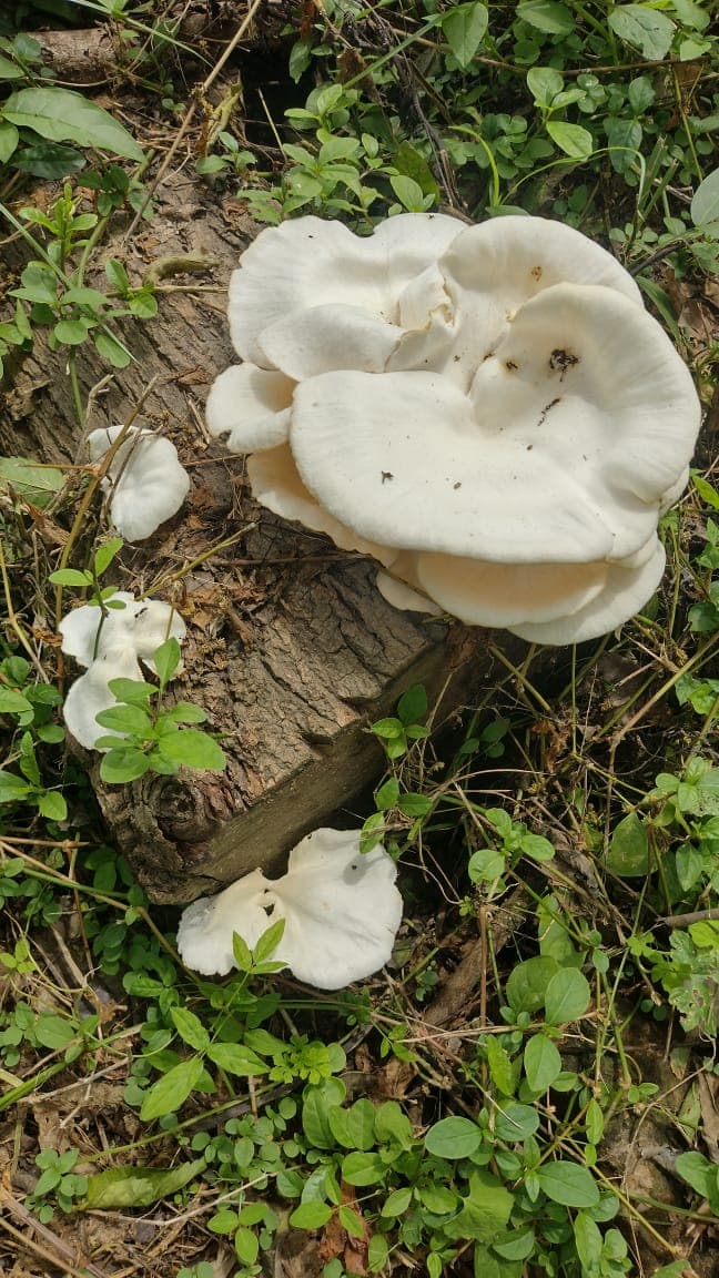 Fleurs blanches sur le tronc oublié
