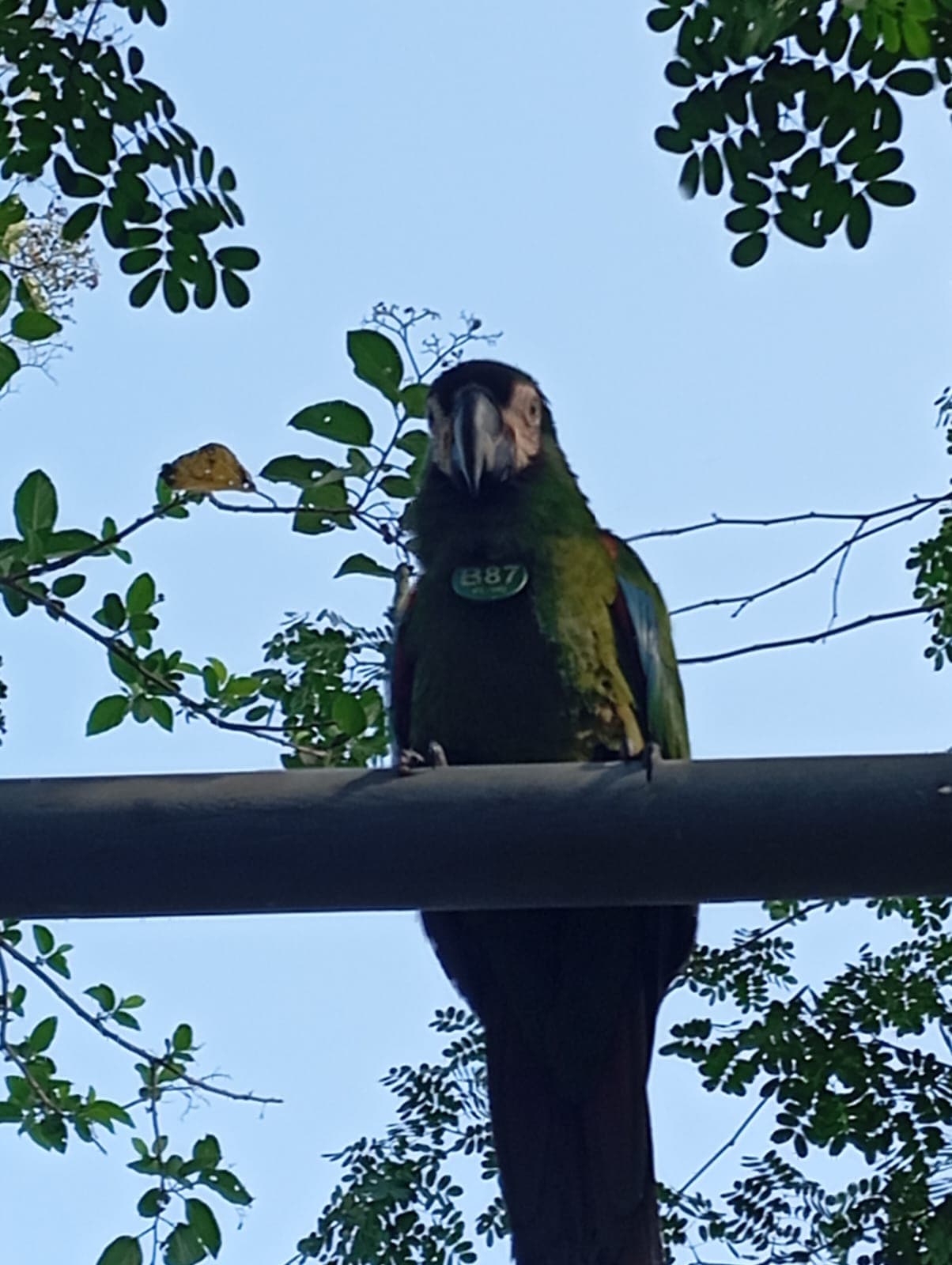 La B87 revient toujours à casa Paraíso