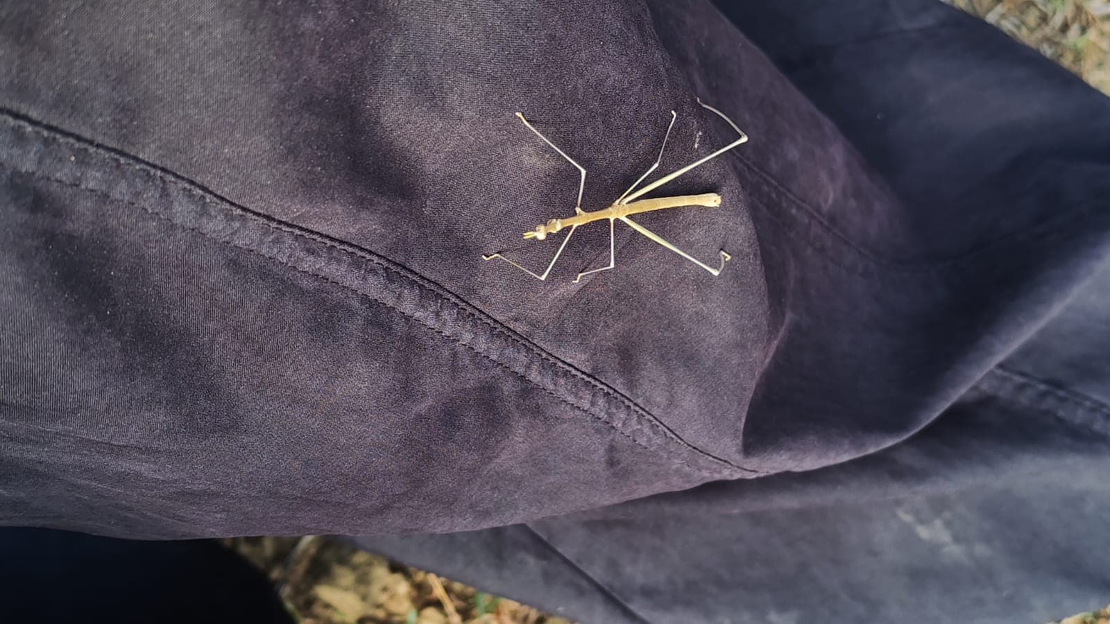 The Stick Insect That Joined the Ride · 2