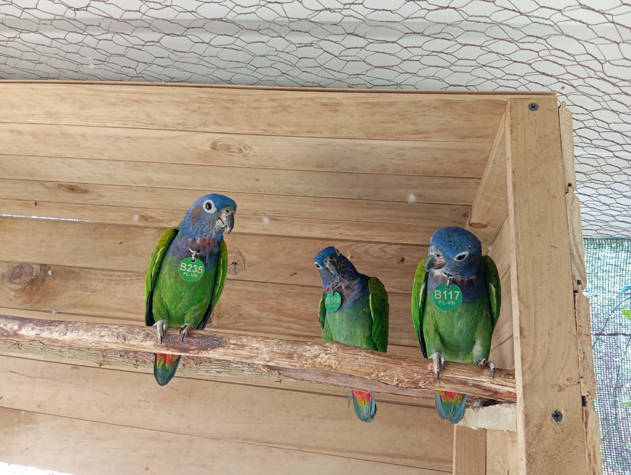 The Guava the Pionus Chose