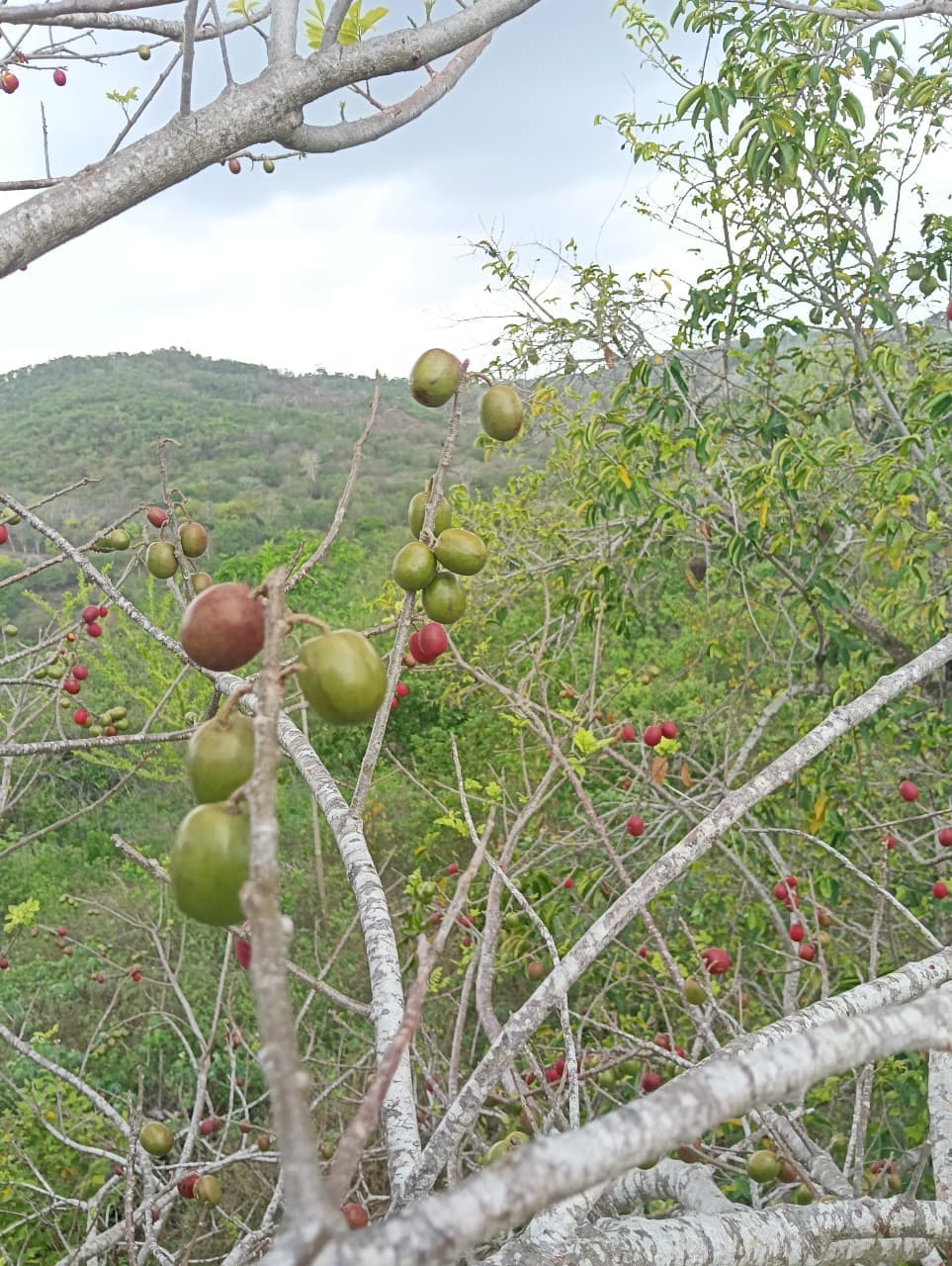 Trabajo comunitario en el bosque seco tropical de Bolívar