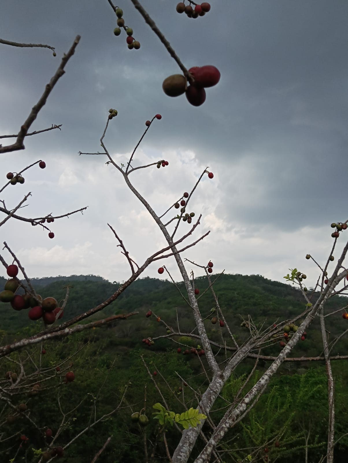 Carlos et Alberto, les fruits et le calendrier de la forêt · 2