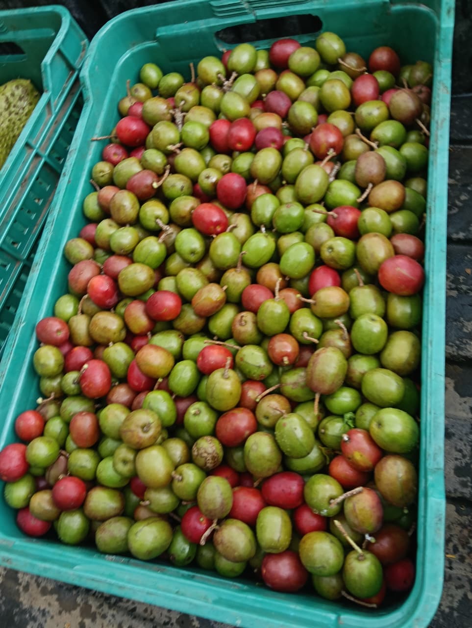 Carlos et Alberto, les fruits et le calendrier de la forêt · 3
