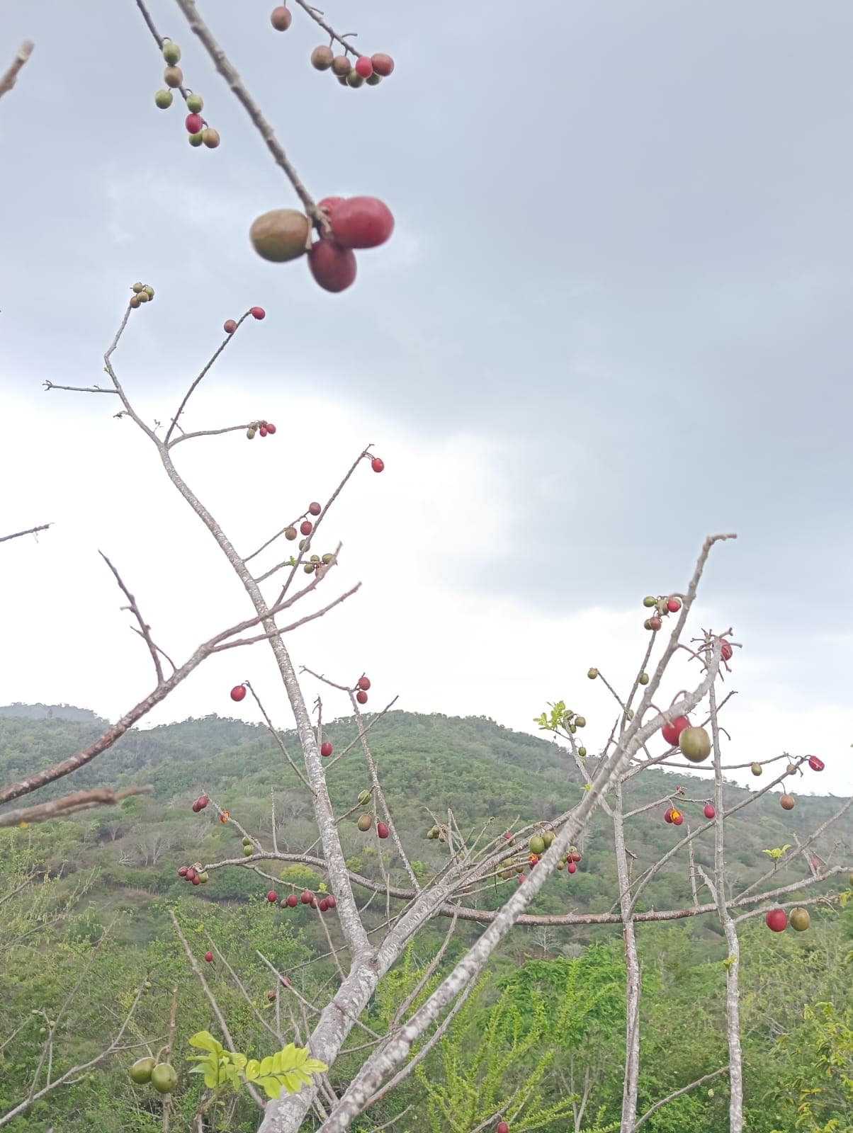 Carlos et Alberto, les fruits et le calendrier de la forêt · 4