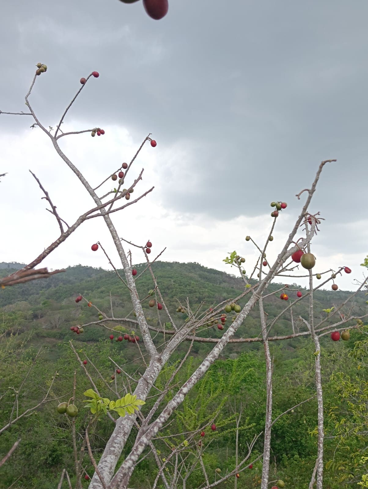 Carlos et Alberto, les fruits et le calendrier de la forêt · 5