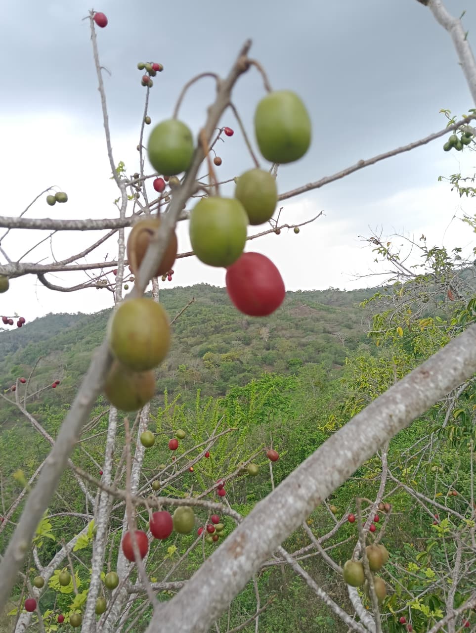 Carlos et Alberto, les fruits et le calendrier de la forêt · 6