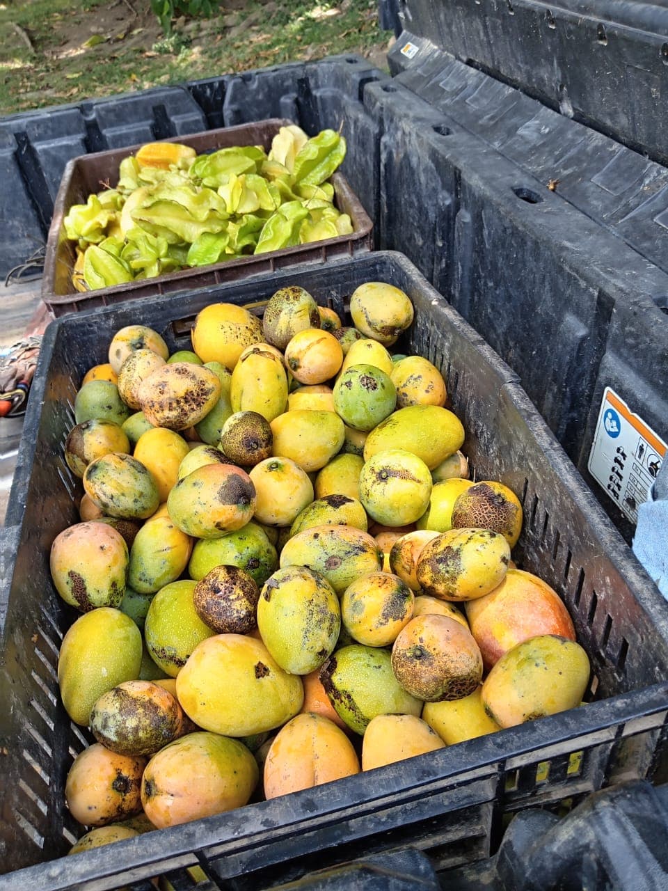 Carlos et Alberto, les fruits et le calendrier de la forêt · 7