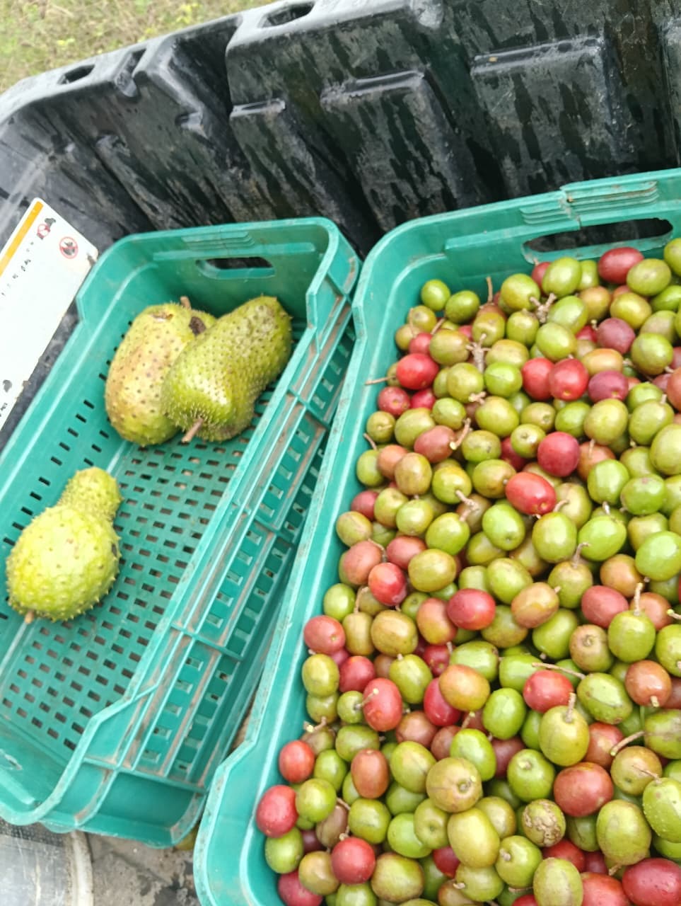 Carlos et Alberto, les fruits et le calendrier de la forêt · 8