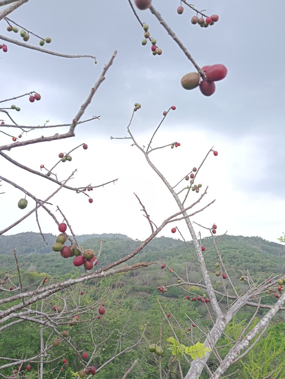 Carlos et Alberto, les fruits et le calendrier de la forêt · 9