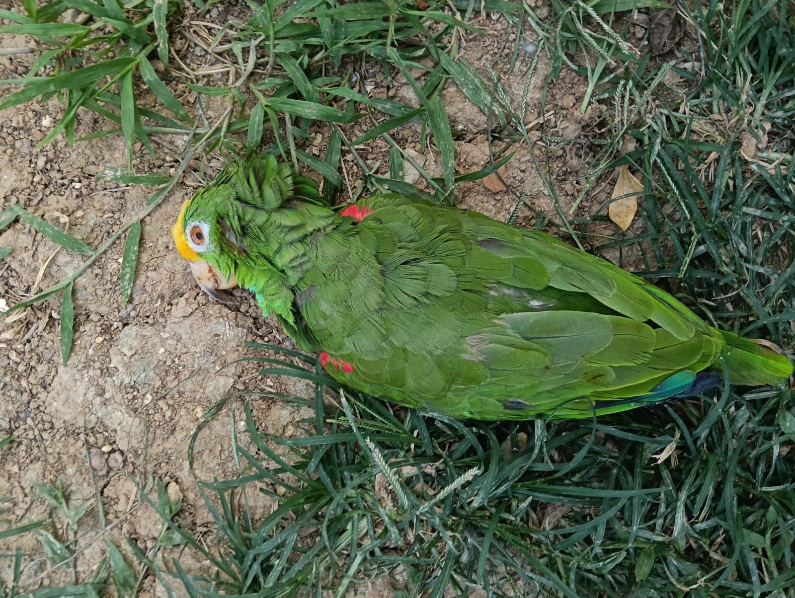 An Amazon Parrot That Could Not Be Identified