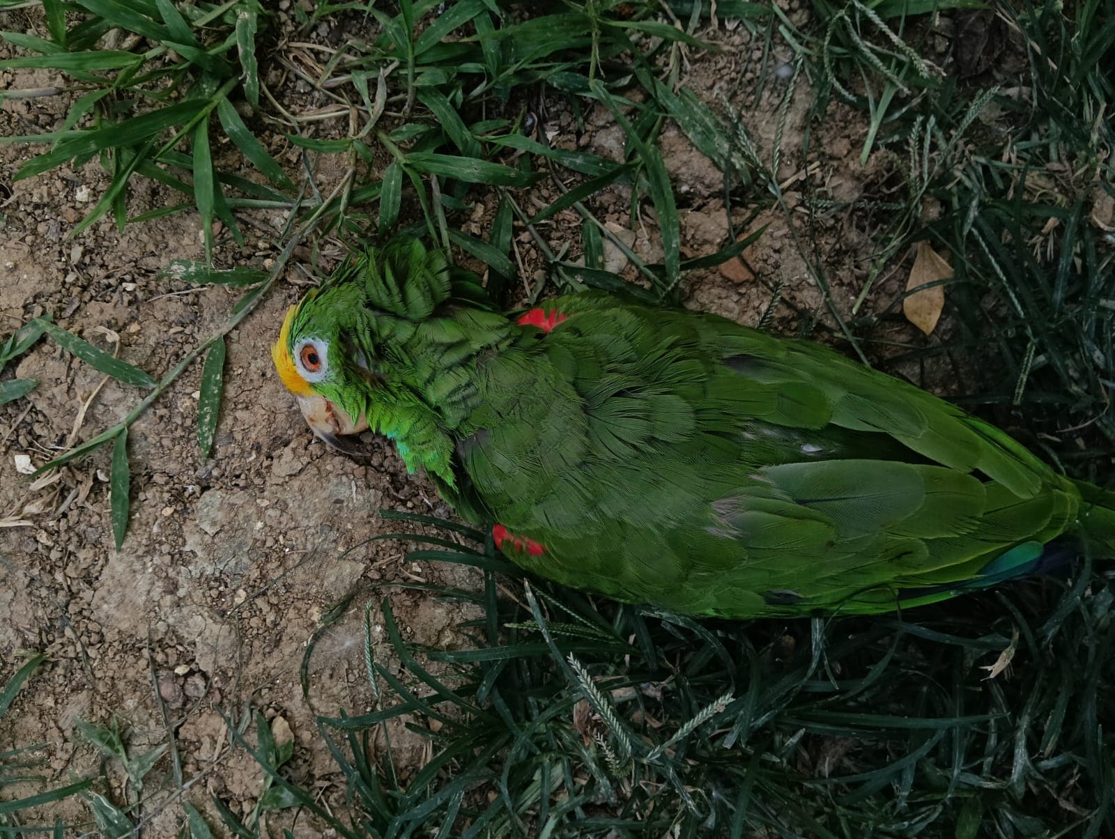 An Amazon Parrot That Could Not Be Identified · 2
