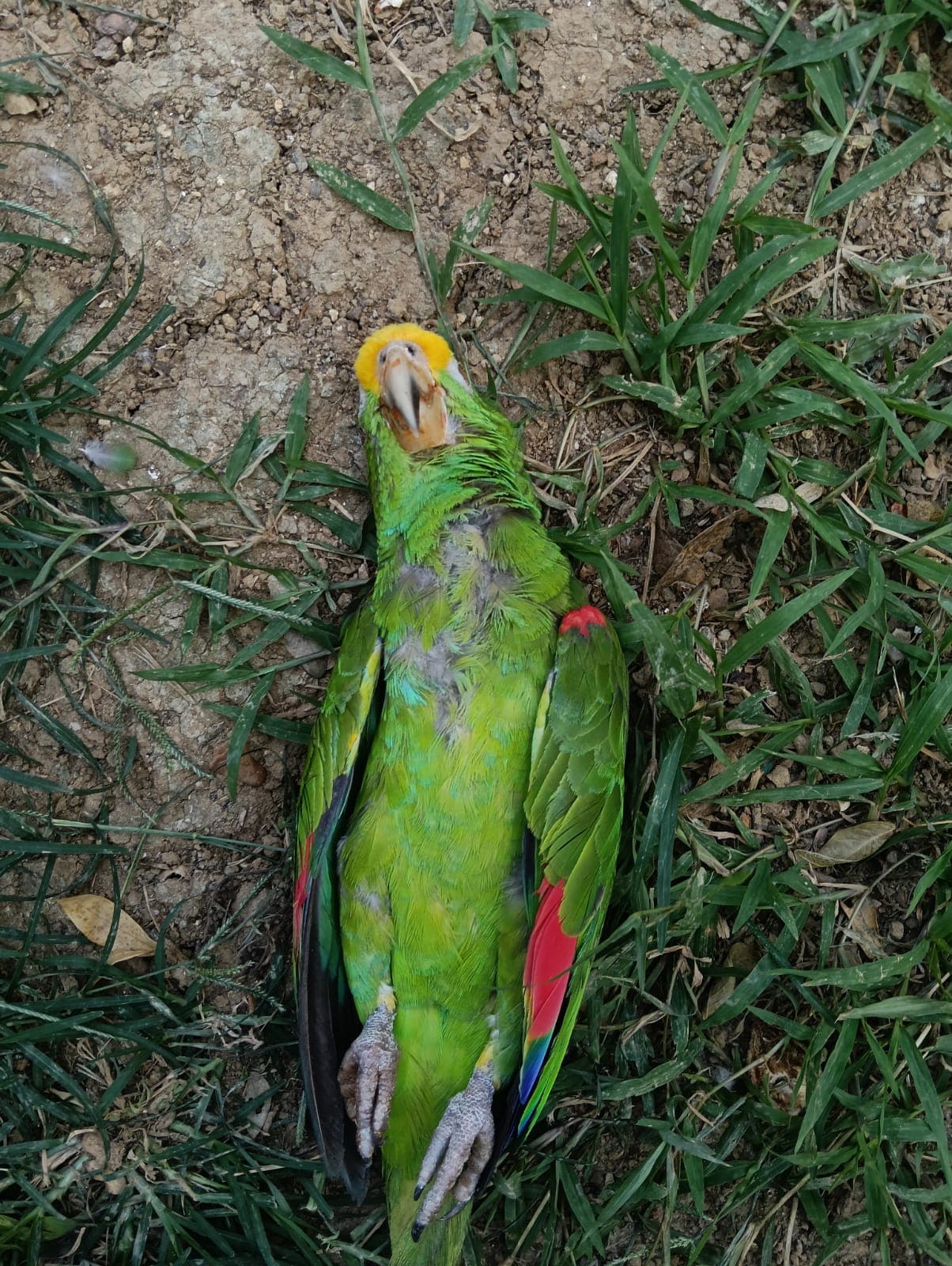 An Amazon Parrot That Could Not Be Identified · 3