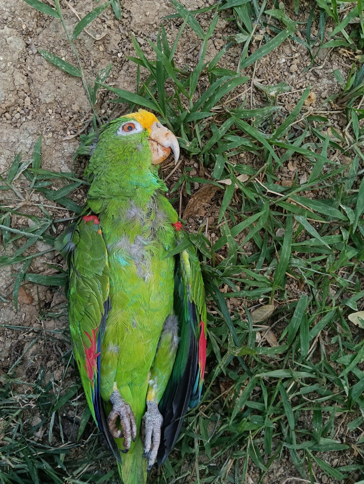 An Amazon Parrot That Could Not Be Identified · 4