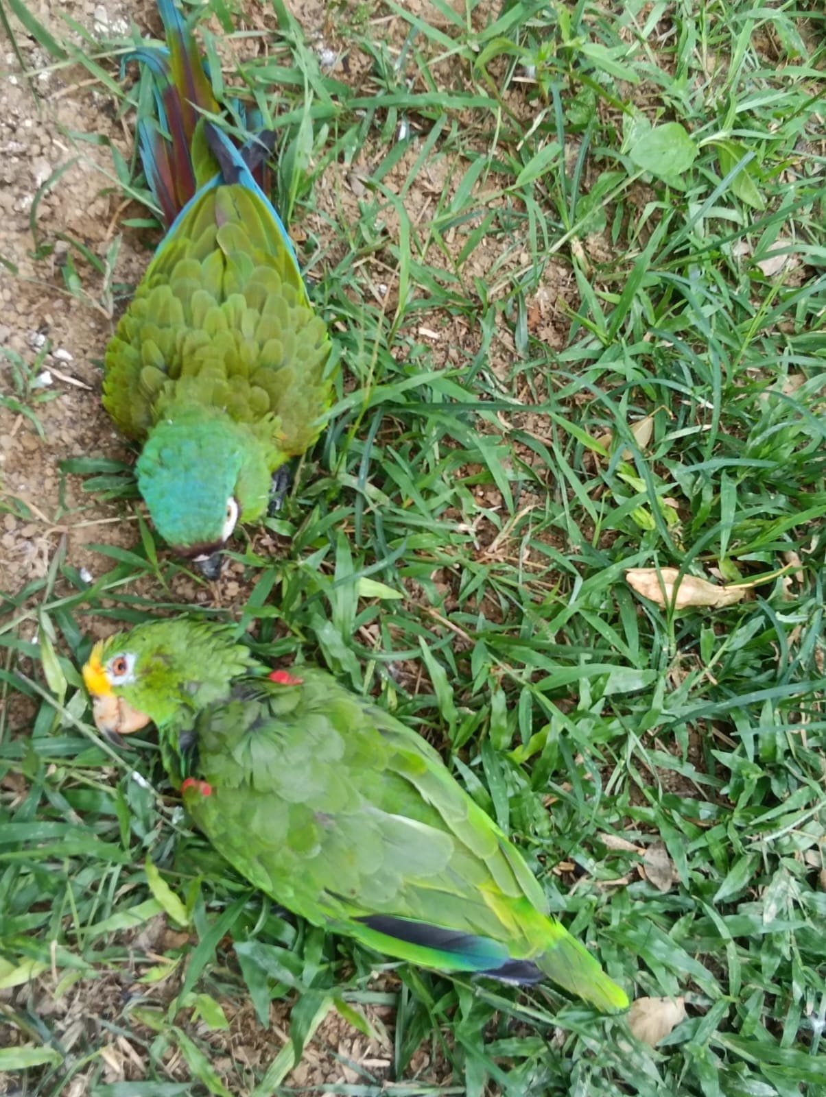 An Amazon Parrot That Could Not Be Identified · 5
