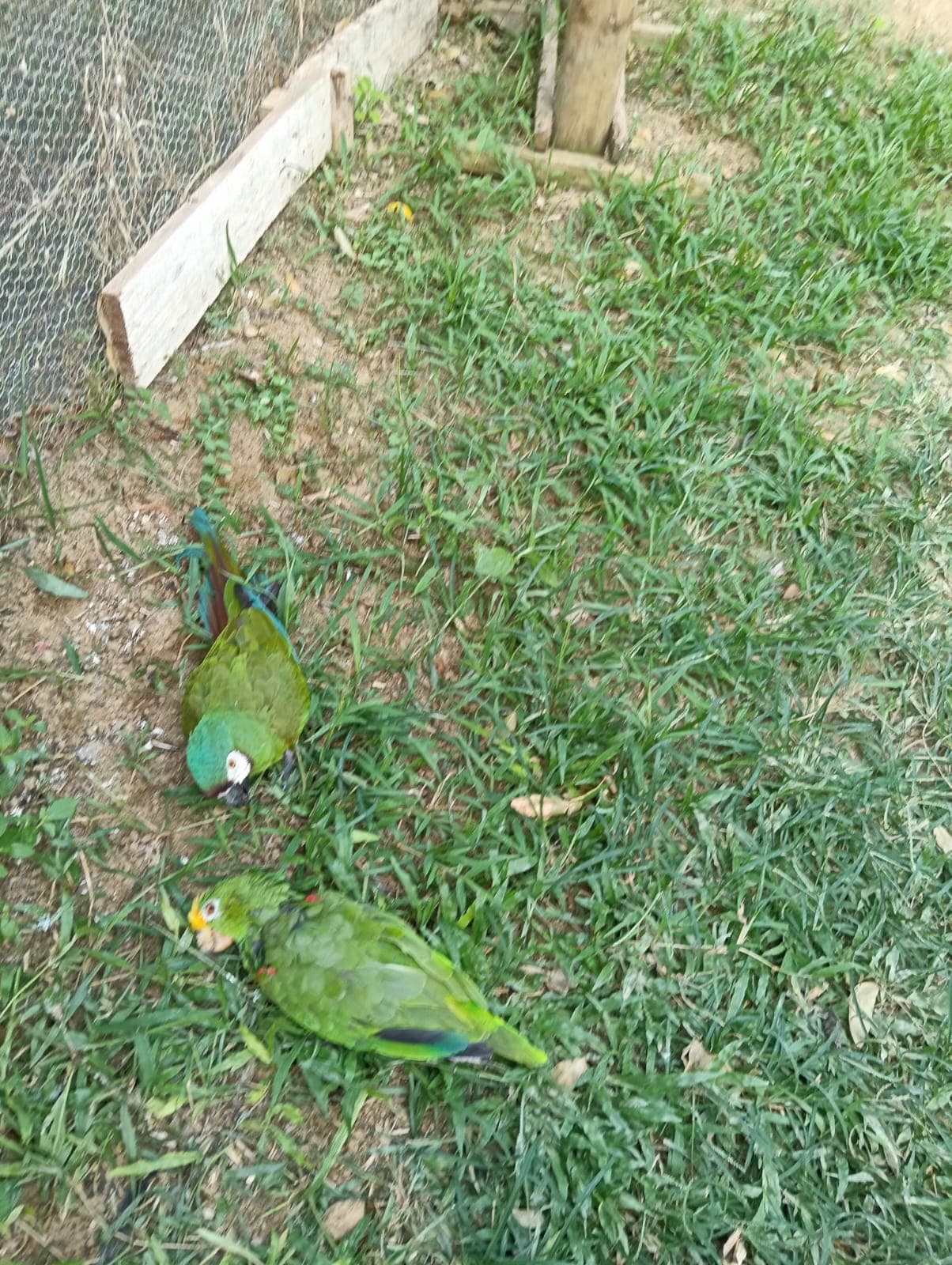 An Amazon Parrot That Could Not Be Identified · 6
