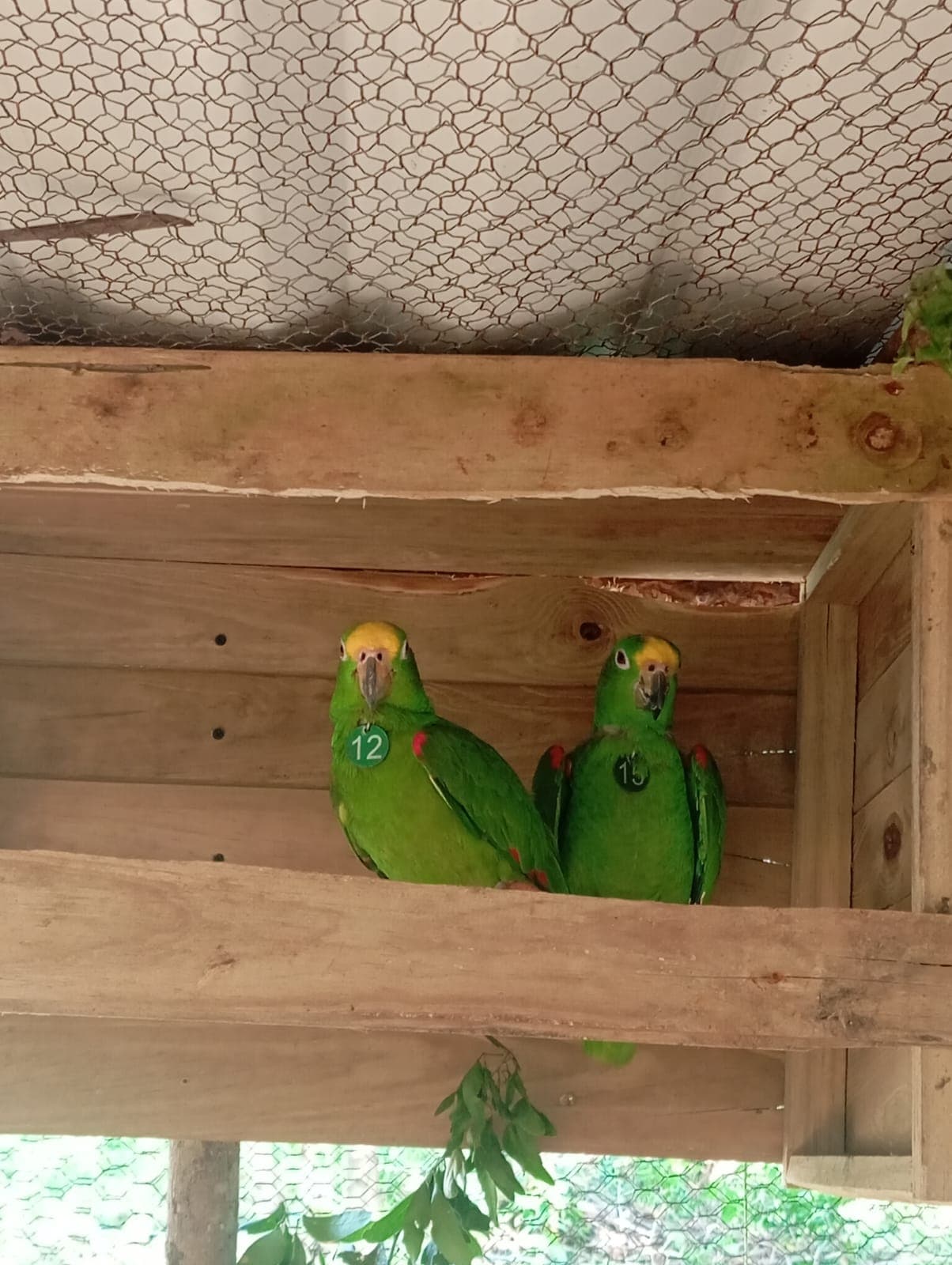 Beethoven and His Buddy at El Paraíso