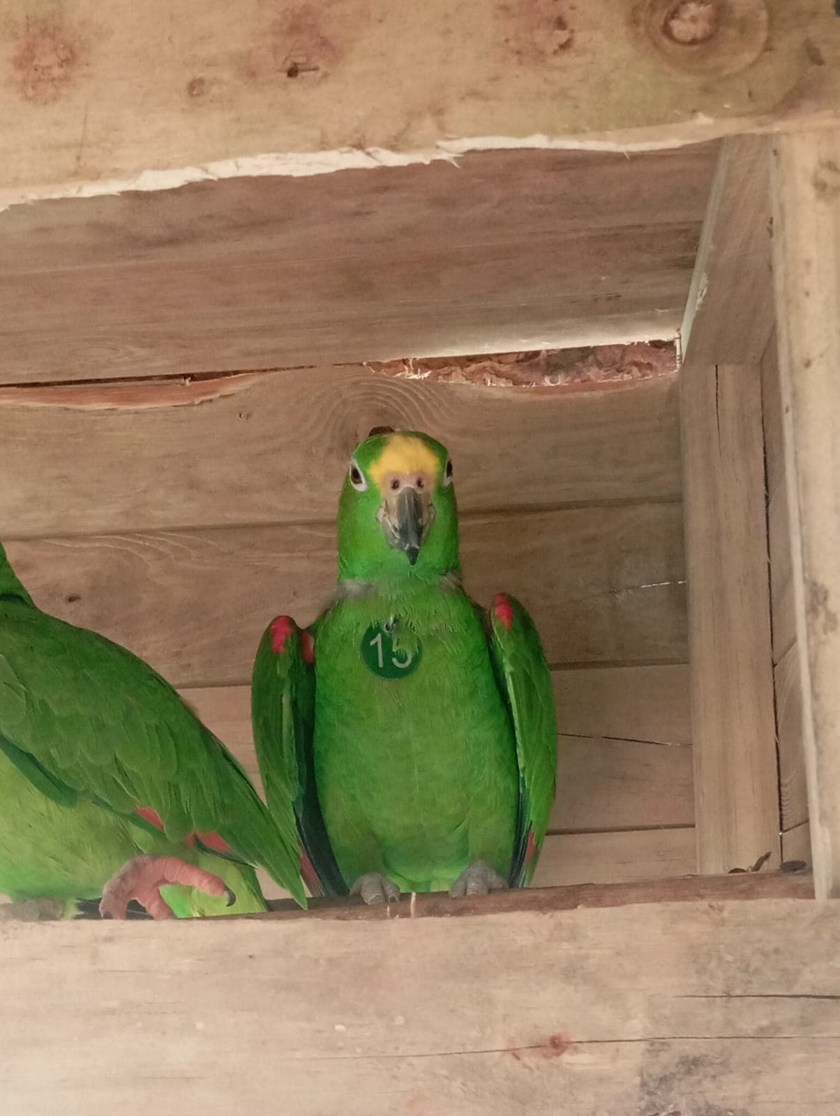Beethoven and His Buddy at El Paraíso · 2