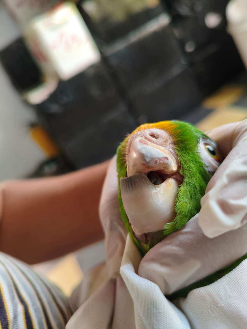 B84's Twisted Beak Is Now Simply His Own