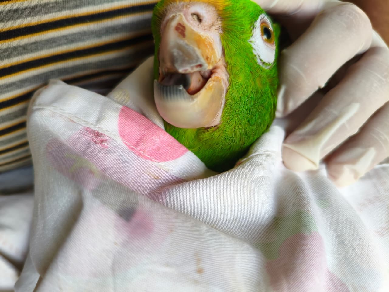 B84's Twisted Beak Is Now Simply His Own · 2