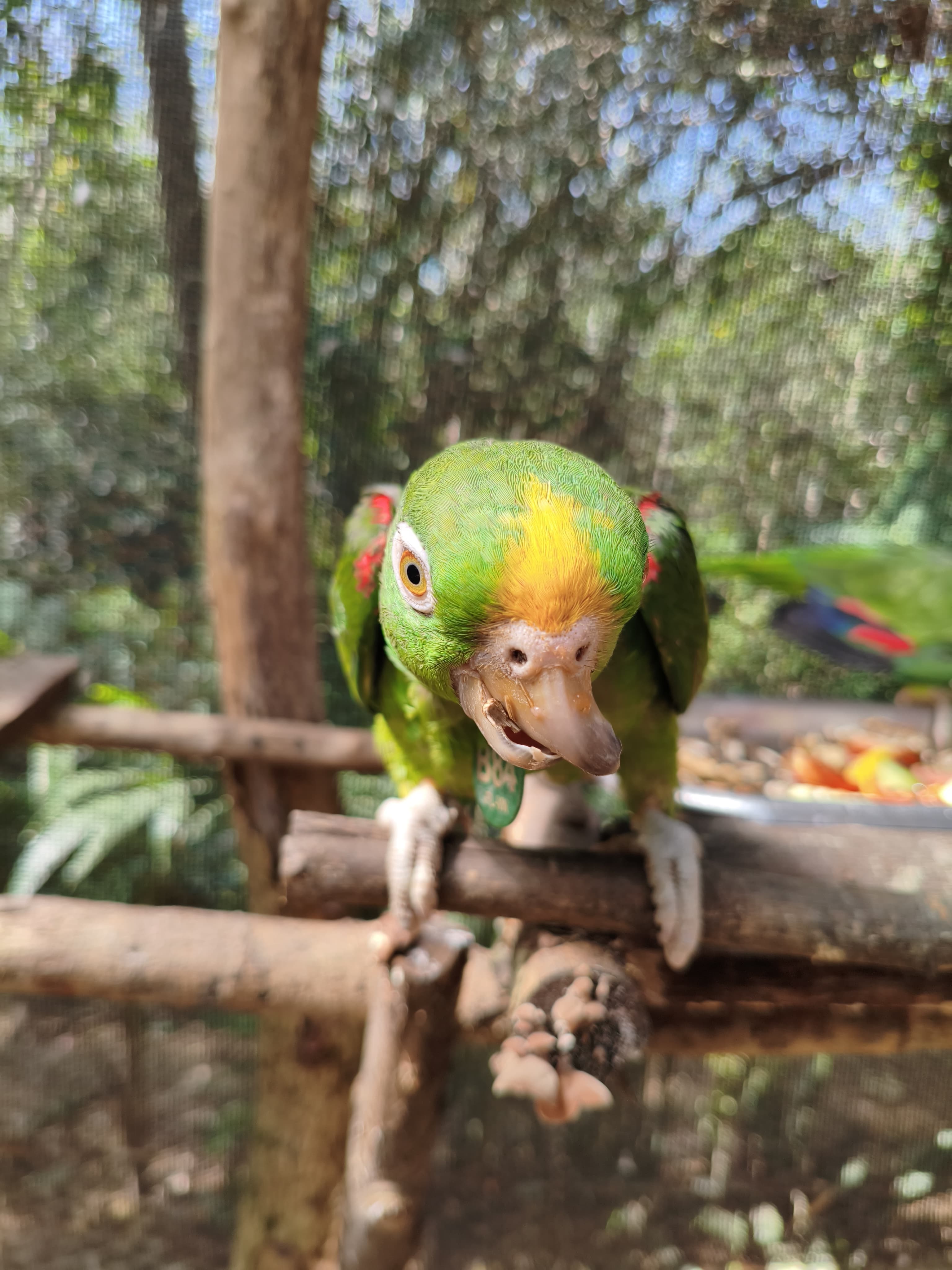 B84's Twisted Beak Is Now Simply His Own · 3