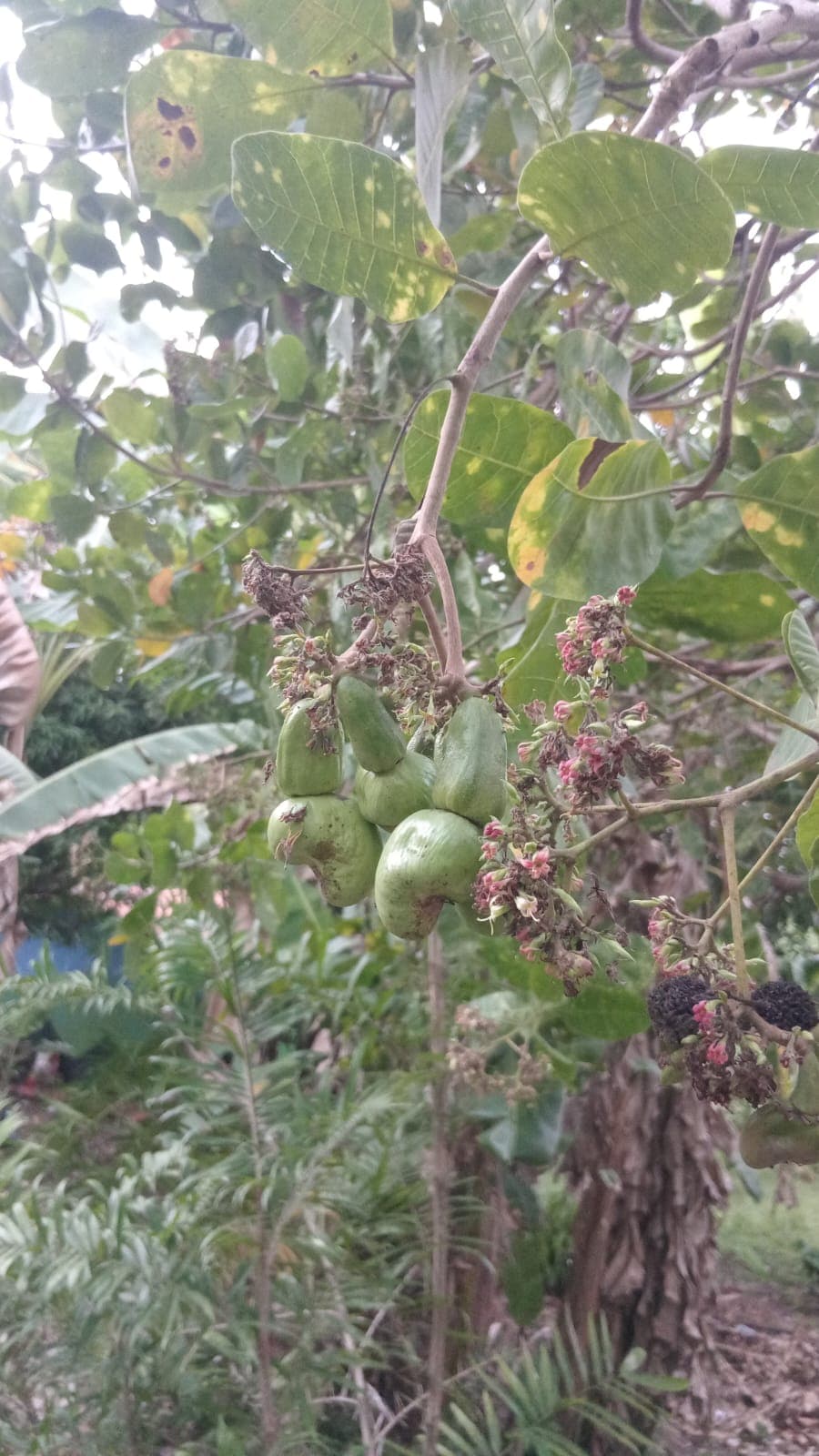 Jendel's cashew trees bloom and bear fruit all at once