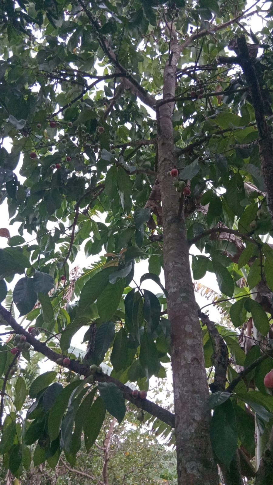 Jendel's cashew trees bloom and bear fruit all at once · 2