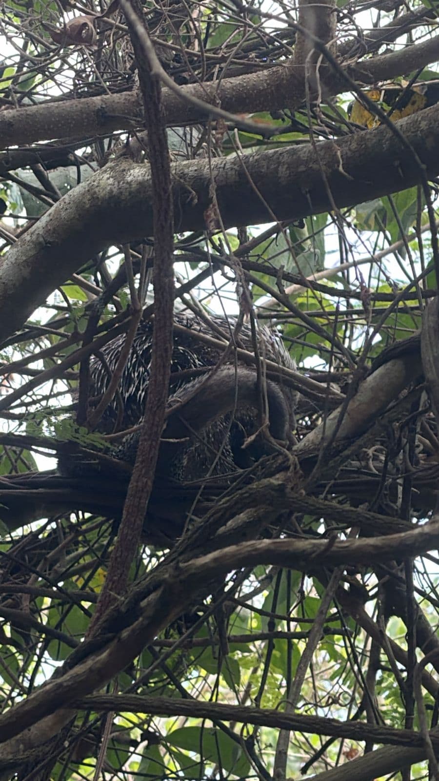 Carlos and the Spiny Dweller of the Canopy