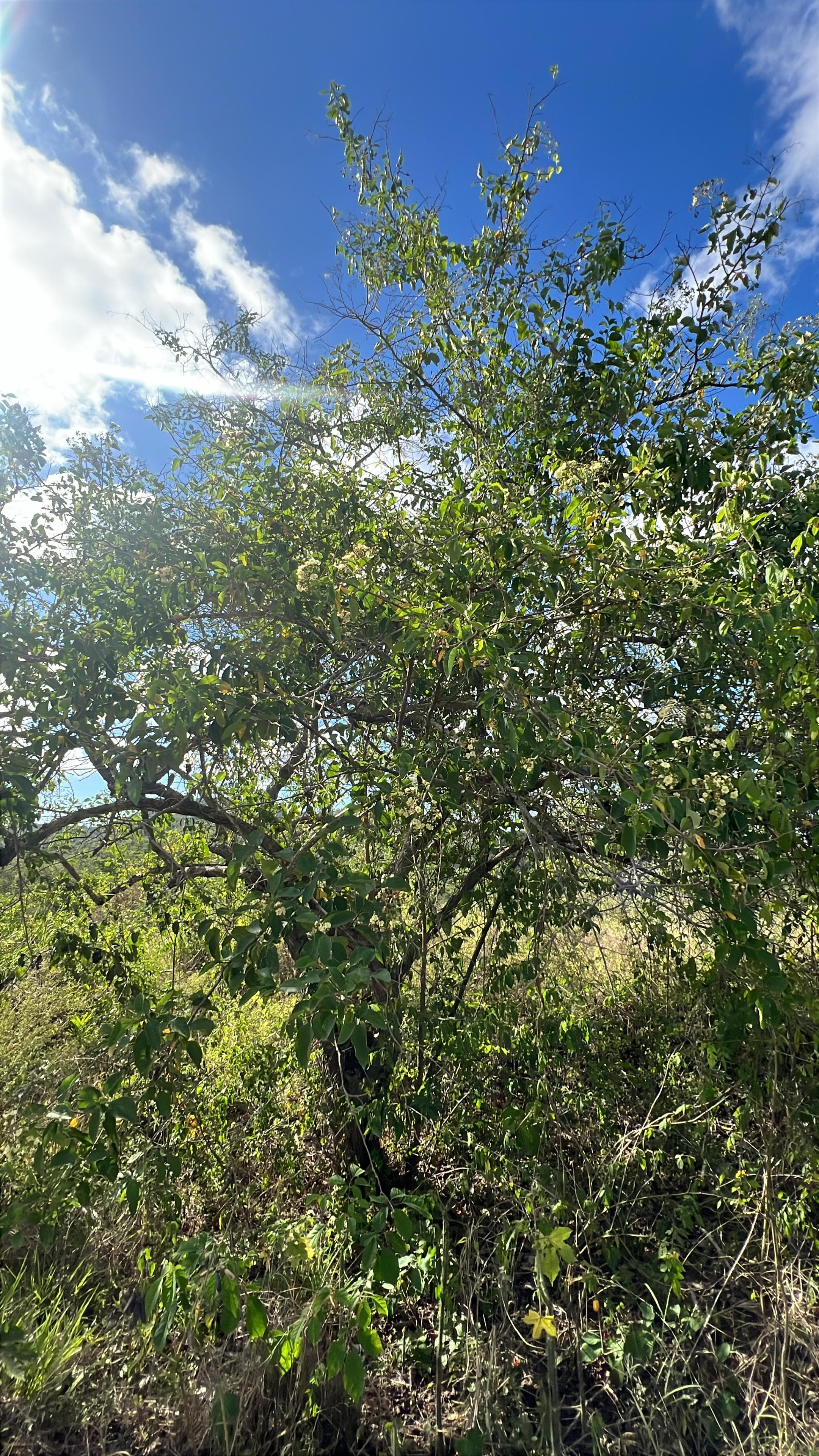 The uvito and the pringamosa bloom together